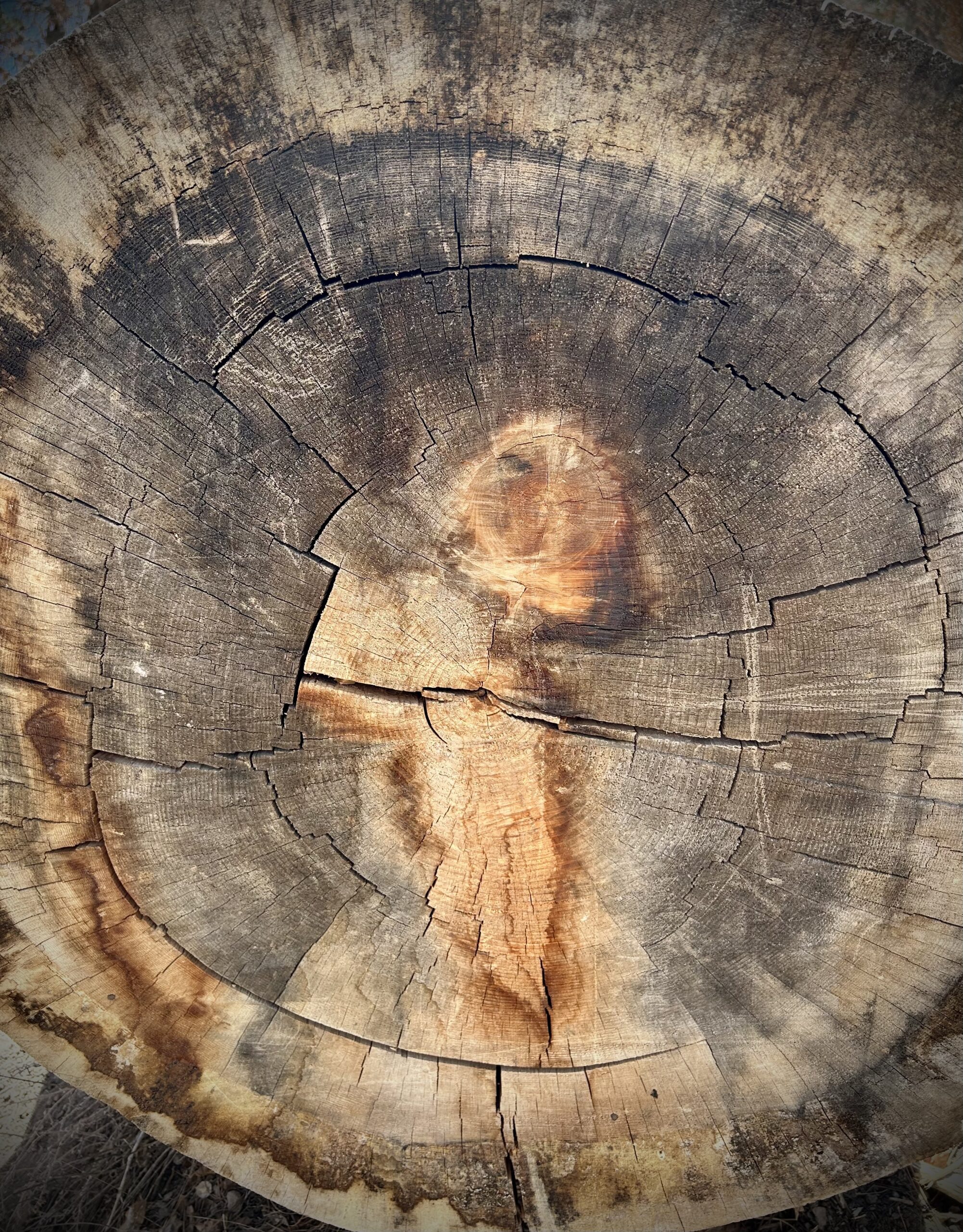 Philosophical Musings on the Creation of Objects Using Deceased Trees as a Medium